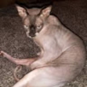 Meet your Posher, Donnie